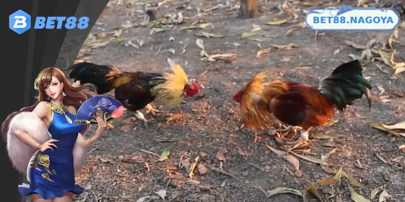 Chiến lược thông minh giúp đặt cược đá gà tre đâu thắng đó