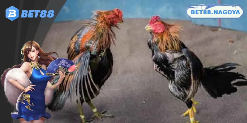 Những sảnh cược phổ biến tại Bet88