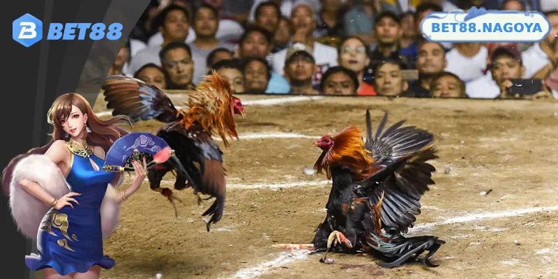 Những ưu điểm nổi bật của sảnh đá gà Bet88